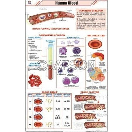 Human Body Charts, Zoology, School Education Human Body Charts, Zoology, School Education